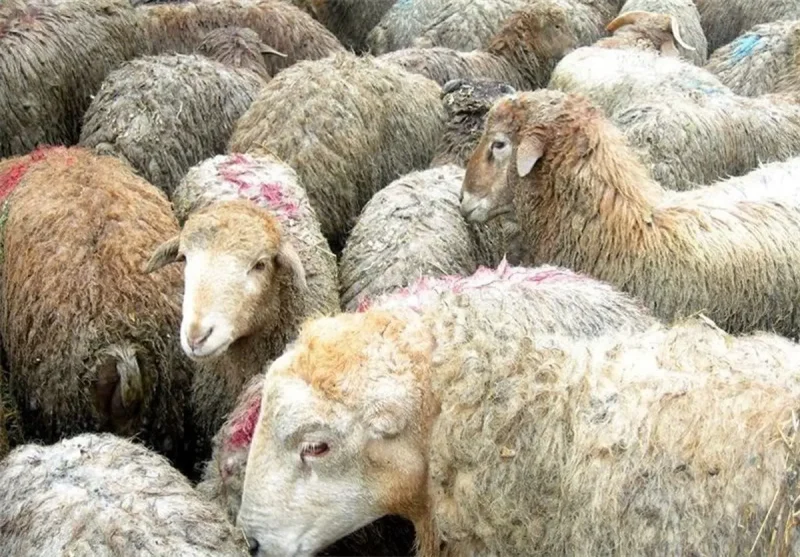 ذبح گوسفند